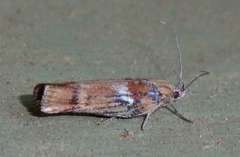 Catoryctis leucomerata