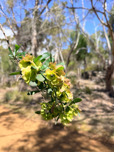 Dodonaea viscosa observed 2026-10-28