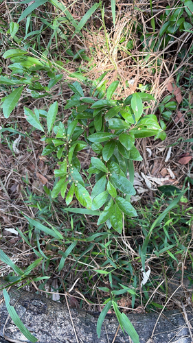 Litsea observed 2026-10-28