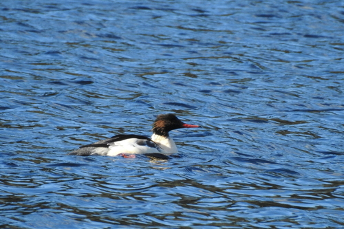 Mergus merganser observed 2026-10-27