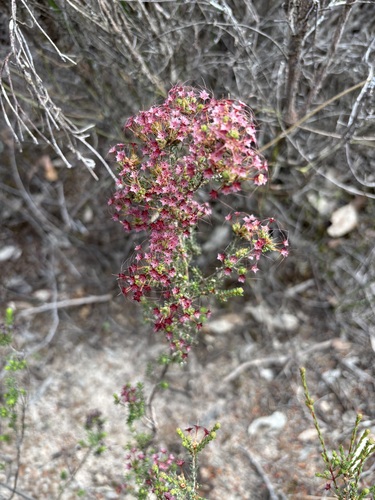Calytrix tetragona observed 2026-10-28