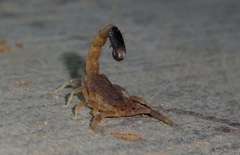 Isometroides angusticaudus