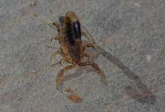 Isometroides angusticaudus