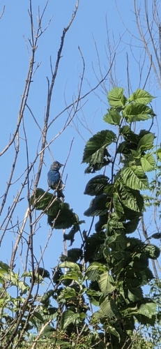 Passerina cyanea observed 2026-10-27