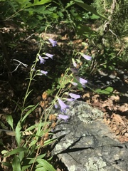 Campanula sibirica