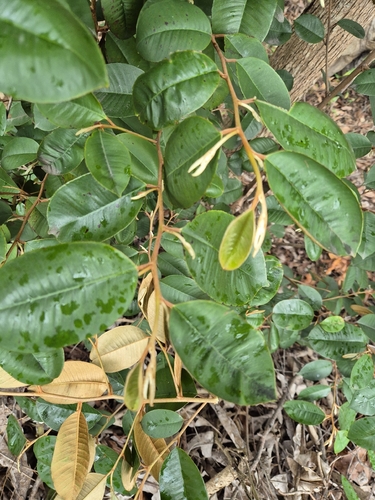 Chrysophyllum observed 2026-10-28
