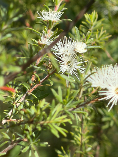 Leptospermum observed 2026-10-28