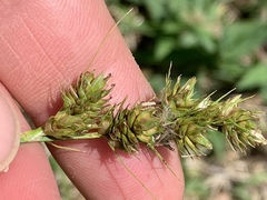 Carex brevior