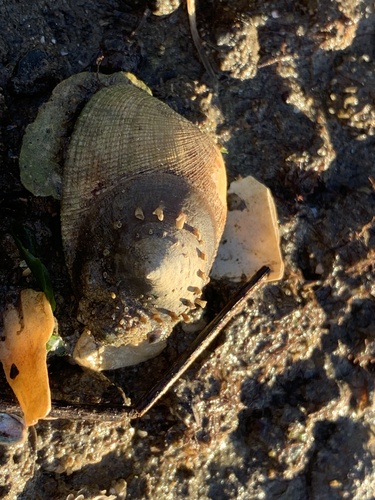 Crucibulum spinosum observed 2026-10-27