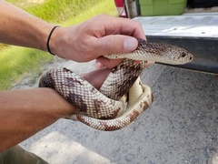 Pituophis melanoleucus