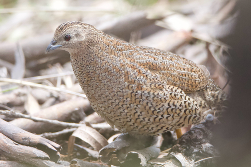 Synoicus ypsilophorus observed 2026-10-26