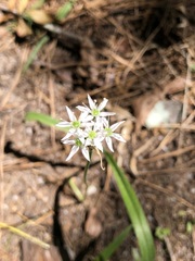 Allium cuthbertii