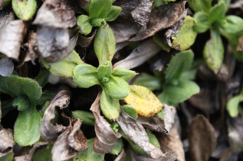 Celmisia glandulosa, 2026-10-26