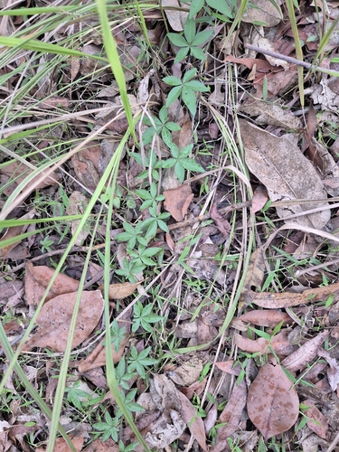 Ipomoea indica observed 2026-10-28