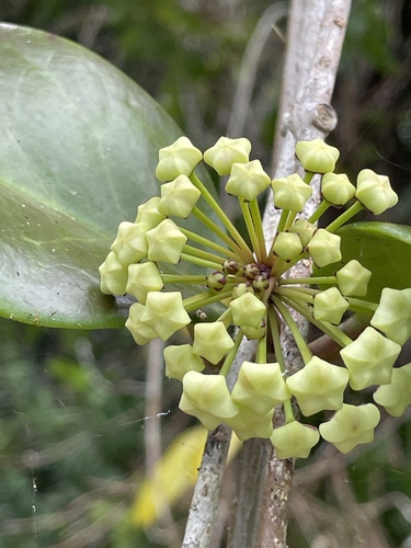 Hoya australis observed 2026-10-28