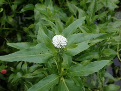 Gymnocoronis spilanthoides