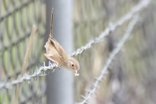 Malurus melanocephalus observed 2026-10-26
