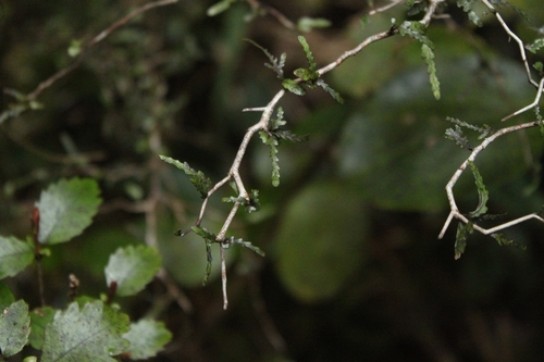 Elaeocarpus observed 2026-10-26