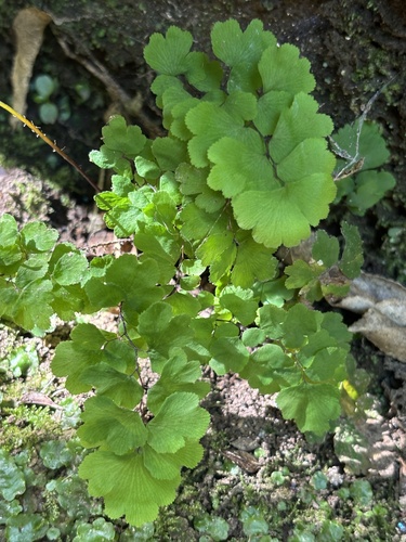 Adiantum aethiopicum observed 2026-10-27
