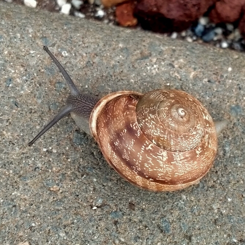 Eobania vermiculata, 2026-10-28
