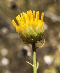 Eastwoodia elegans