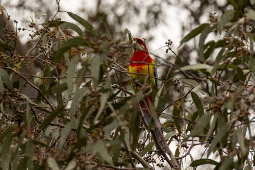 Platycercus eximius observed 2026-10-28
