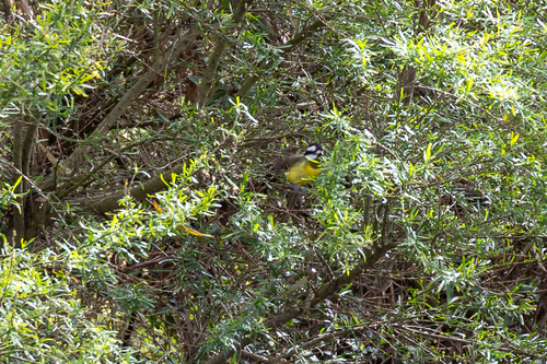Falcunculus frontatus observed 2026-10-28