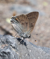 Satyrium auretorum