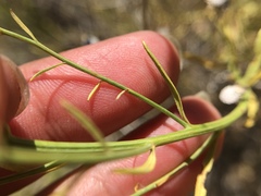 Eastwoodia elegans