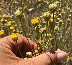 Eastwoodia elegans
