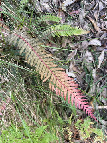Blechnum observed 2026-10-28