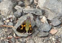 Trapezites phigalioides