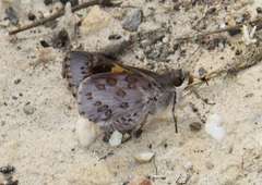 Trapezites phigalioides