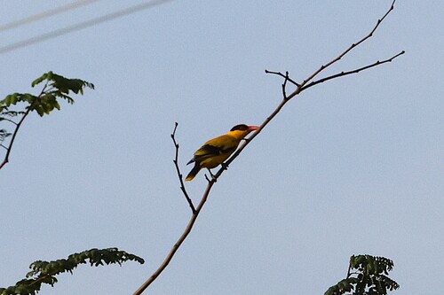 Oriolus chinensis observed 2026-10-28