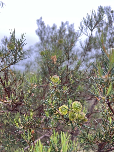 Ricinocarpos pinifolius observed 2026-10-25