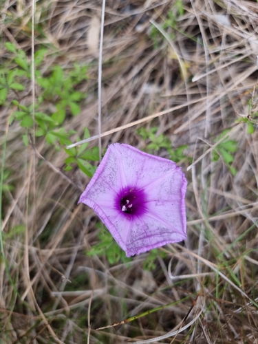 Ipomoea indica observed 2026-10-28