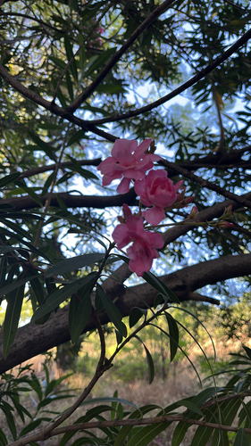 Nerium oleander observed 2026-10-28