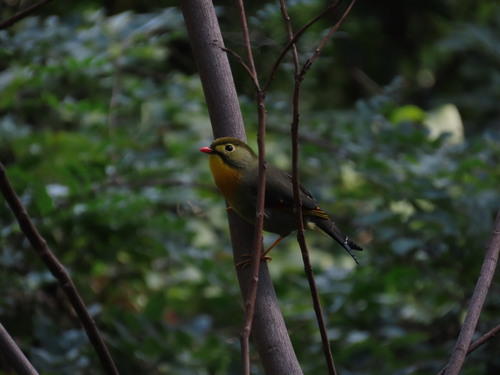 Leiothrix lutea observed 2026-10-27