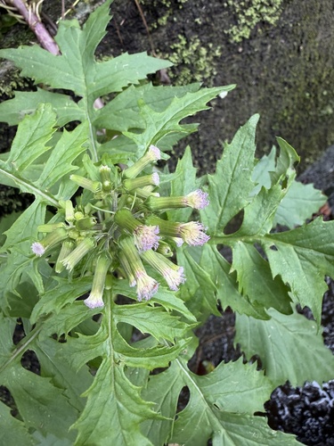 Erechtites valerianifolius observed 2026-10-28