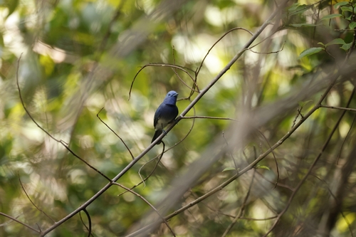 Hypothymis azurea observed 2026-10-27