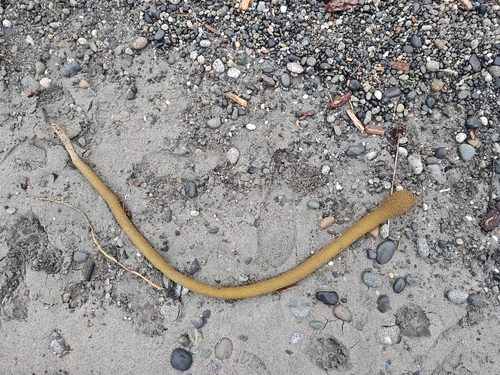 Nereocystis luetkeana observed 2026-10-27