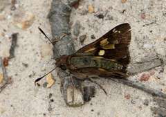 Trapezites phigalioides