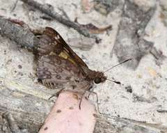 Trapezites phigalioides