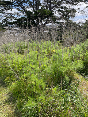 Foeniculum vulgare observed 2026-10-28