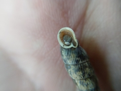 Macrogastra ventricosa