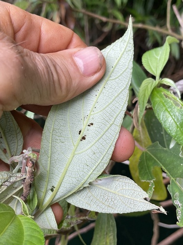 Pipturus argenteus observed 2026-10-28