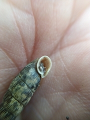 Macrogastra ventricosa