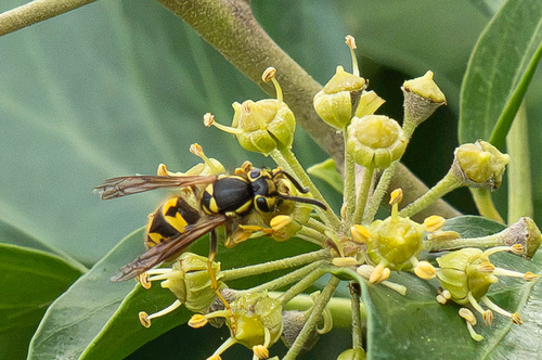 Vespula pensylvanica observed 2026-10-27