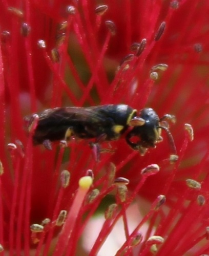 Hylaeus observed 2026-10-28