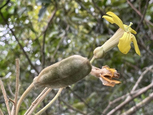 Hymenosporum flavum observed 2026-10-28